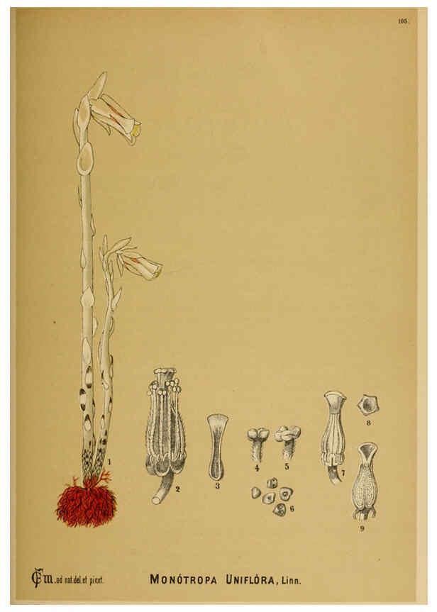 Reproducción/Reproduction 6025421307: American medicinal plants New York,Boericke & Tafel,c1887