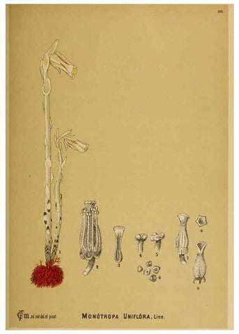 Reproducción/Reproduction 6025421307: American medicinal plants New York,Boericke & Tafel,c1887