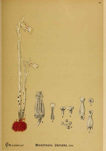 Reproducción/Reproduction 6025421307: American medicinal plants New York,Boericke & Tafel,c1887