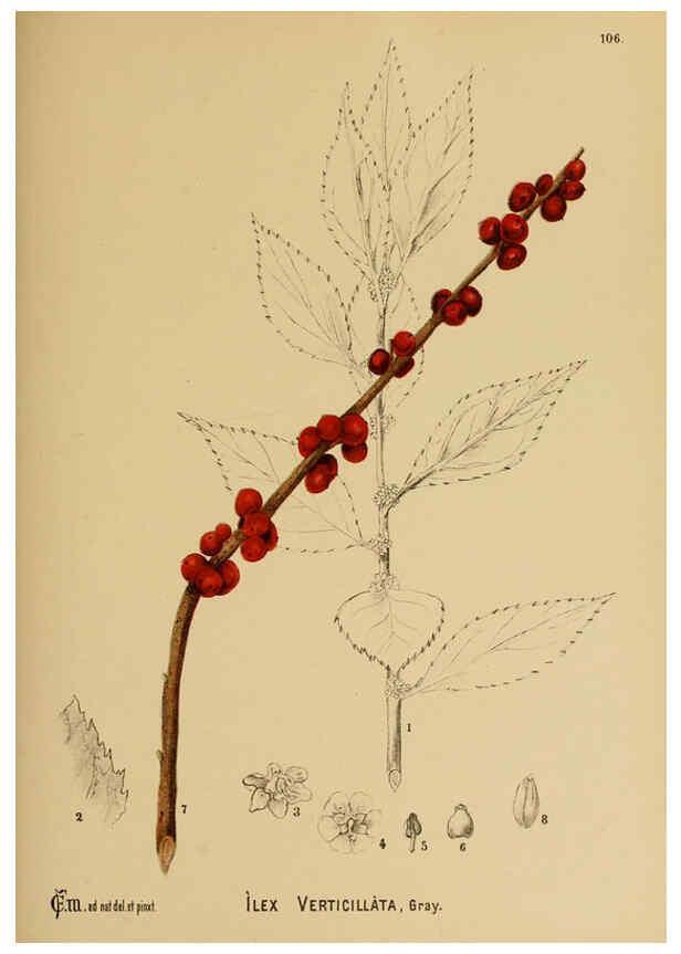 Reproducción/Reproduction 6025421549: American medicinal plants New York,Boericke & Tafel,c1887