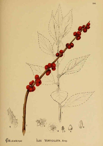Reproducción/Reproduction 6025421549: American medicinal plants New York,Boericke & Tafel,c1887