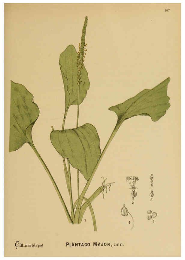 Reproducción/Reproduction 6025977108: American medicinal plants New York,Boericke & Tafel,c1887