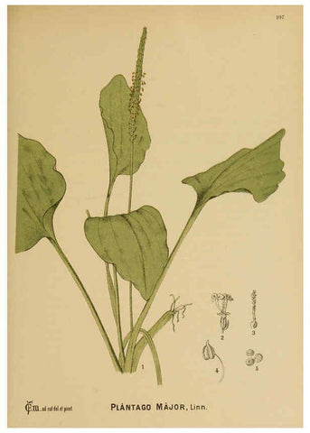 Reproducción/Reproduction 6025977108: American medicinal plants New York,Boericke & Tafel,c1887