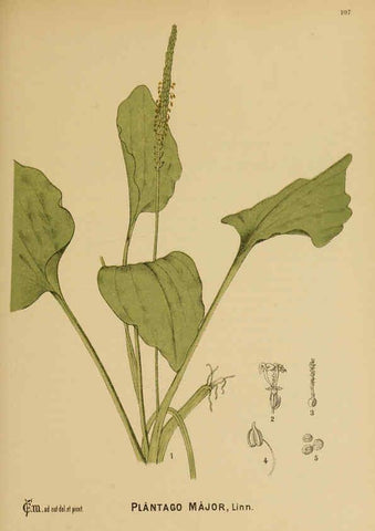 Reproducción/Reproduction 6025977108: American medicinal plants New York,Boericke & Tafel,c1887