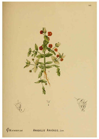 Reproducción/Reproduction 6025977444: American medicinal plants New York,Boericke & Tafel,c1887
