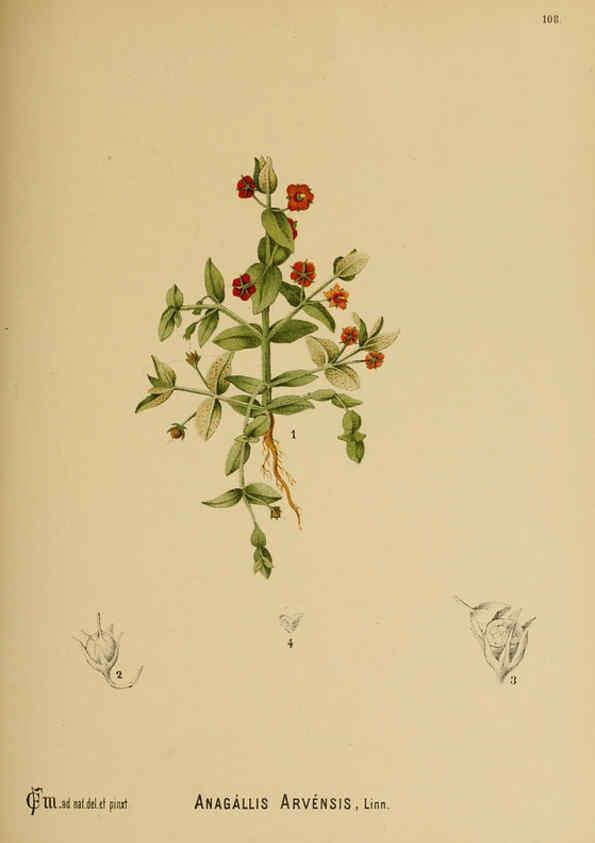 Reproducción/Reproduction 6025977444: American medicinal plants New York,Boericke & Tafel,c1887