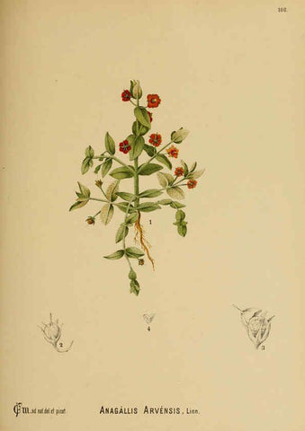 Reproducción/Reproduction 6025977444: American medicinal plants New York,Boericke & Tafel,c1887