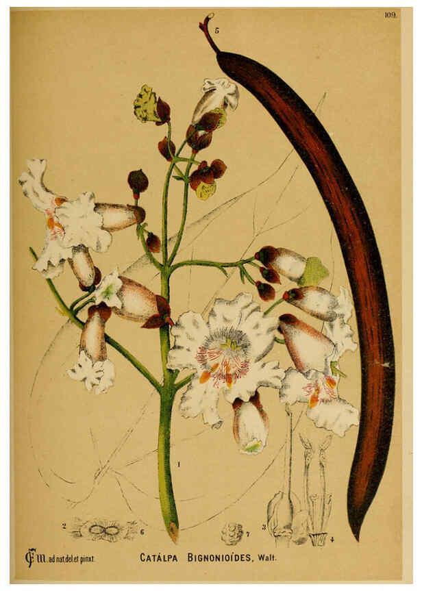 Reproducción/Reproduction 6025422593: American medicinal plants New York,Boericke & Tafel,c1887