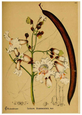 Reproducción/Reproduction 6025422593: American medicinal plants New York,Boericke & Tafel,c1887