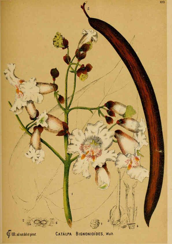 Reproducción/Reproduction 6025422593: American medicinal plants New York,Boericke & Tafel,c1887