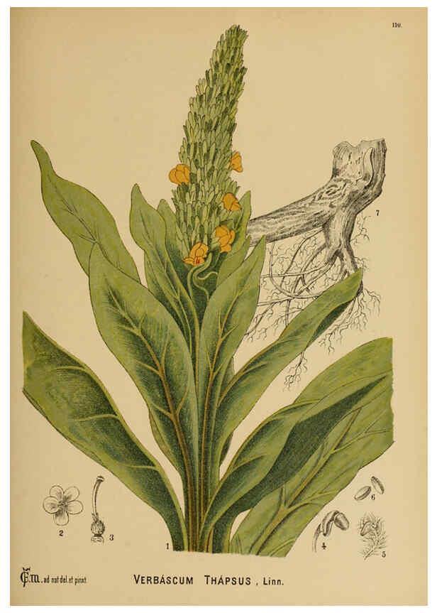 Reproducción/Reproduction 6025978262: American medicinal plants New York,Boericke & Tafel,c1887