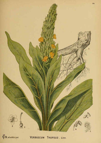 Reproducción/Reproduction 6025978262: American medicinal plants New York,Boericke & Tafel,c1887
