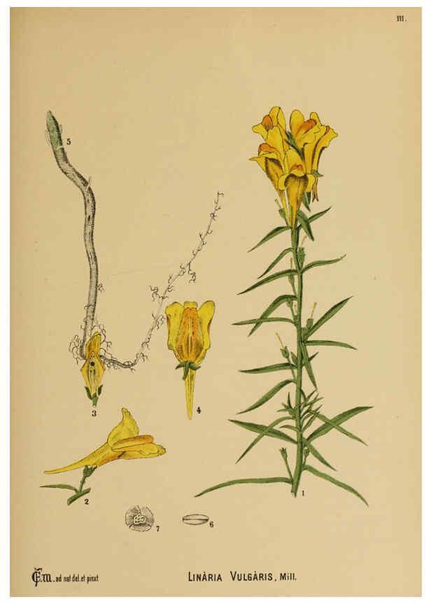 Reproducción/Reproduction 6025423269: American medicinal plants New York,Boericke & Tafel,c1887