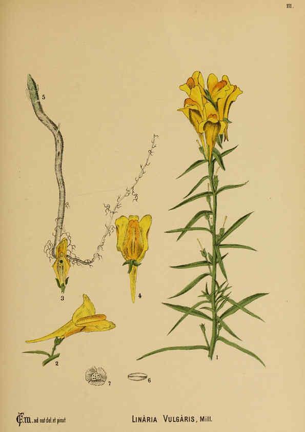 Reproducción/Reproduction 6025423269: American medicinal plants New York,Boericke & Tafel,c1887
