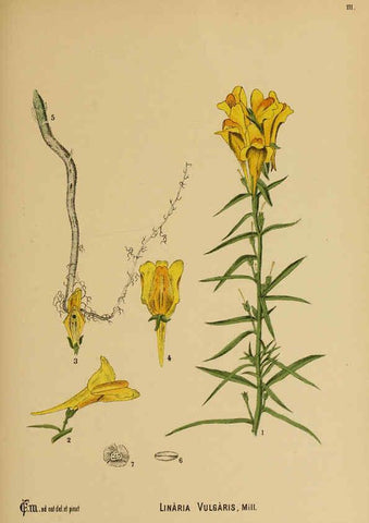 Reproducción/Reproduction 6025423269: American medicinal plants New York,Boericke & Tafel,c1887