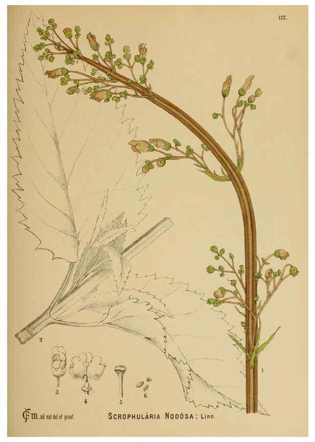 Reproducción/Reproduction 6025978894: American medicinal plants New York,Boericke & Tafel,c1887