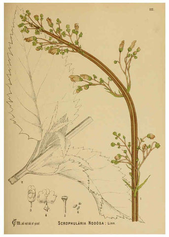 Reproducción/Reproduction 6025978894: American medicinal plants New York,Boericke & Tafel,c1887