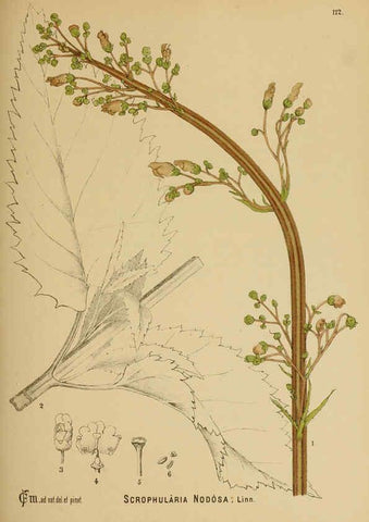 Reproducción/Reproduction 6025978894: American medicinal plants New York,Boericke & Tafel,c1887