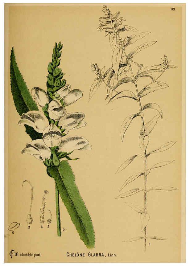 Reproducción/Reproduction 6025979234: American medicinal plants New York,Boericke & Tafel,c1887