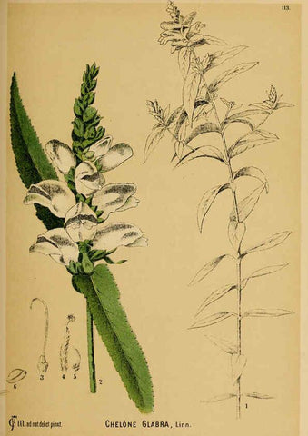 Reproducción/Reproduction 6025979234: American medicinal plants New York,Boericke & Tafel,c1887