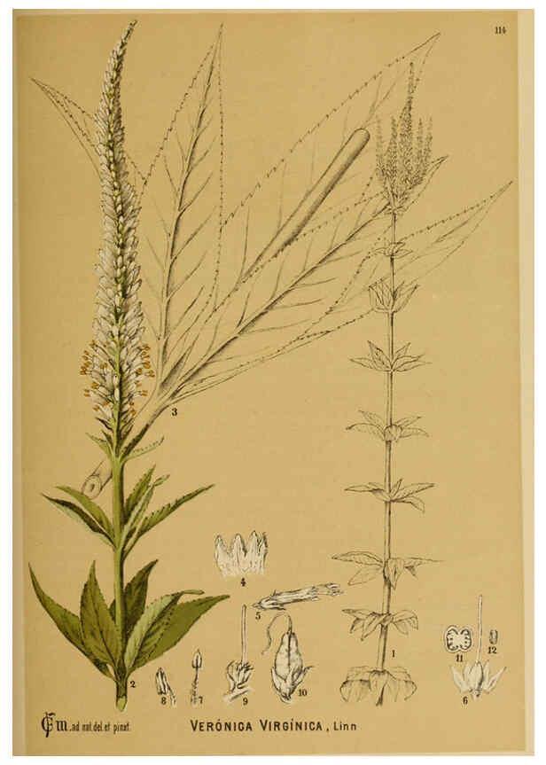 Reproducción/Reproduction 6025979508: American medicinal plants New York,Boericke & Tafel,c1887