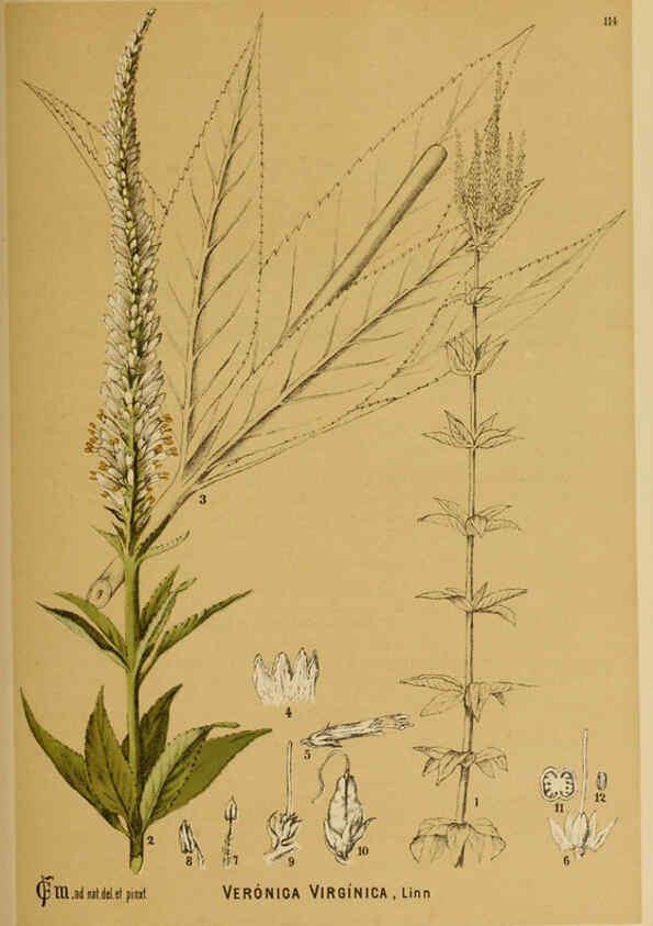 Reproducción/Reproduction 6025979508: American medicinal plants New York,Boericke & Tafel,c1887