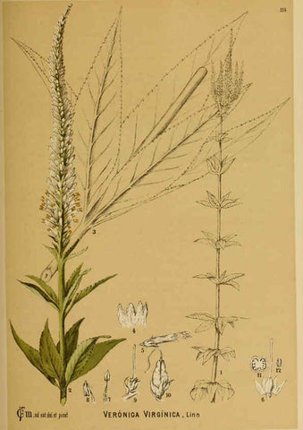 Reproducción/Reproduction 6025979508: American medicinal plants New York,Boericke & Tafel,c1887