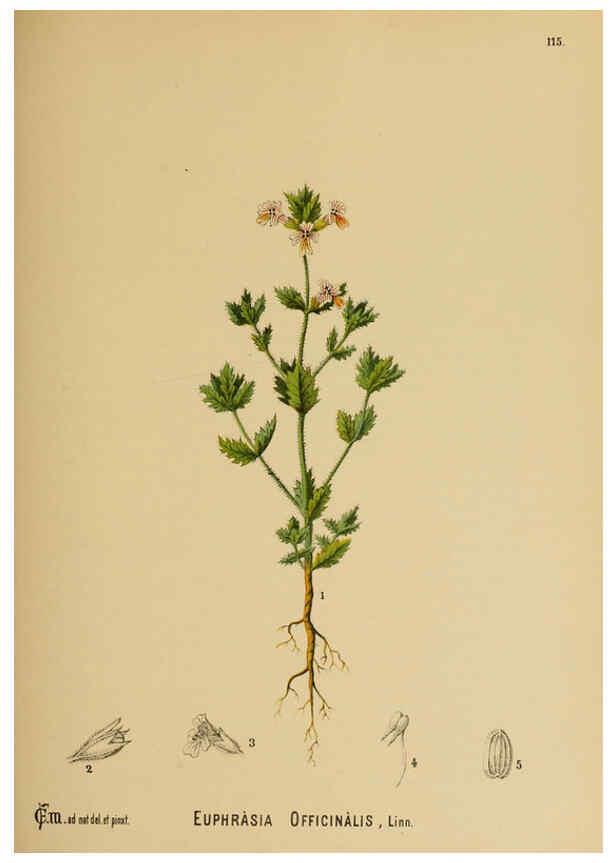Reproducción/Reproduction 6025424471: American medicinal plants New York,Boericke & Tafel,c1887