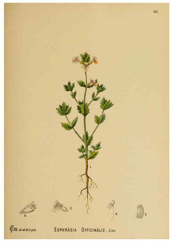 Reproducción/Reproduction 6025424471: American medicinal plants New York,Boericke & Tafel,c1887