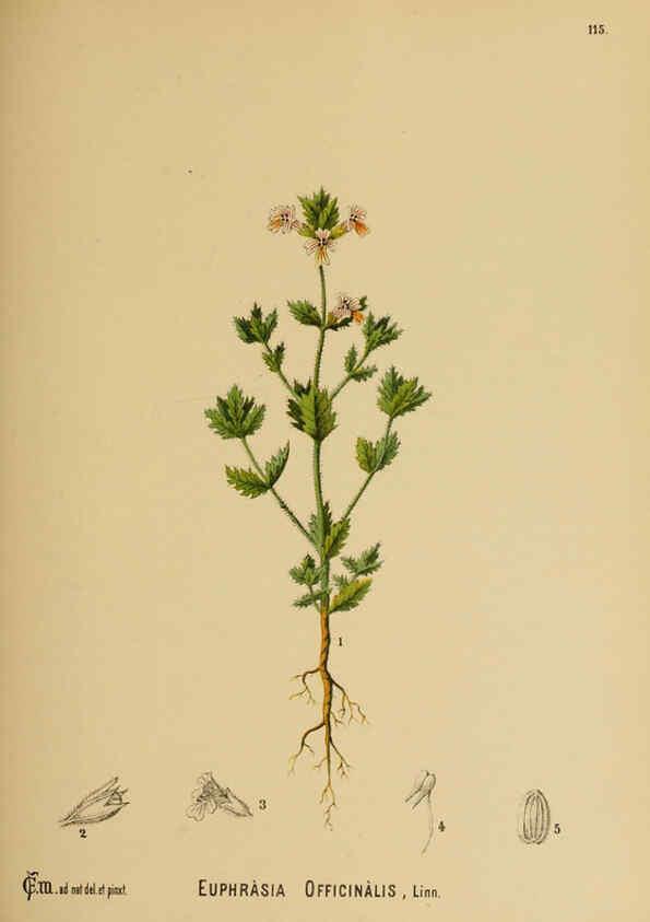Reproducción/Reproduction 6025424471: American medicinal plants New York,Boericke & Tafel,c1887