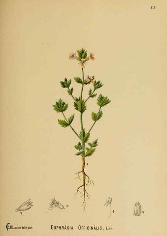 Reproducción/Reproduction 6025424471: American medicinal plants New York,Boericke & Tafel,c1887