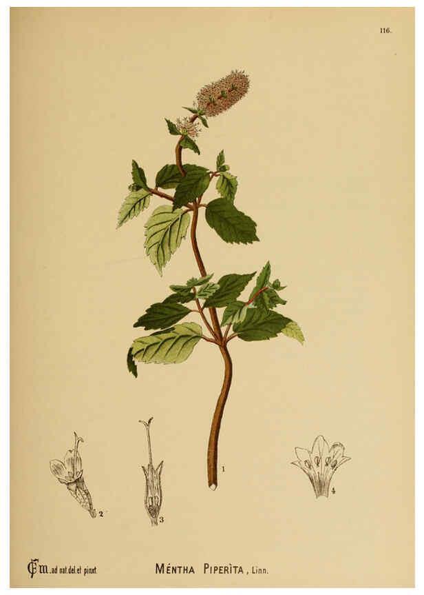 Reproducción/Reproduction 6025424725: American medicinal plants New York,Boericke & Tafel,c1887