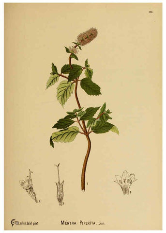 Reproducción/Reproduction 6025424725: American medicinal plants New York,Boericke & Tafel,c1887