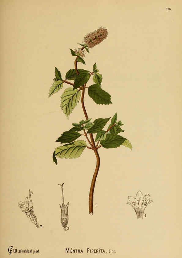 Reproducción/Reproduction 6025424725: American medicinal plants New York,Boericke & Tafel,c1887