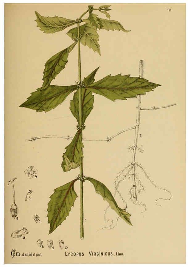 Reproducción/Reproduction 6025980410: American medicinal plants New York,Boericke & Tafel,c1887