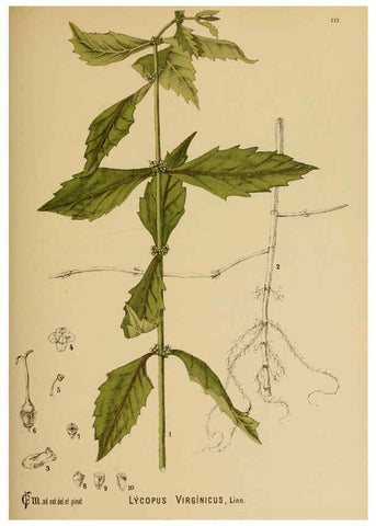 Reproducción/Reproduction 6025980410: American medicinal plants New York,Boericke & Tafel,c1887