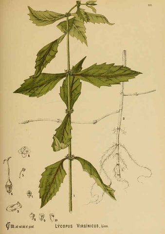 Reproducción/Reproduction 6025980410: American medicinal plants New York,Boericke & Tafel,c1887