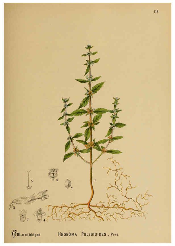 Reproducción/Reproduction 6025980768: American medicinal plants New York,Boericke & Tafel,c1887