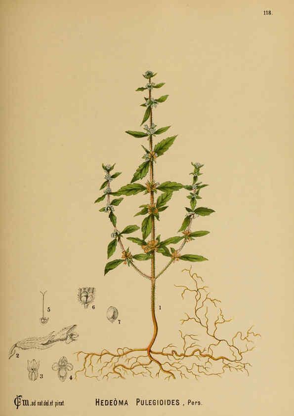 Reproducción/Reproduction 6025980768: American medicinal plants New York,Boericke & Tafel,c1887