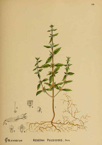 Reproducción/Reproduction 6025980768: American medicinal plants New York,Boericke & Tafel,c1887