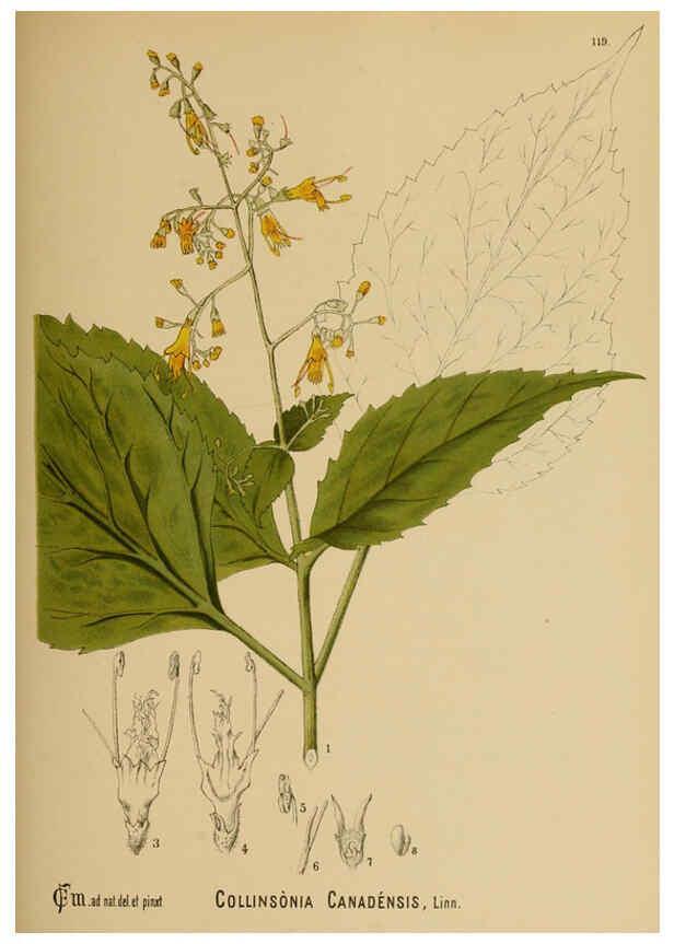 Reproducción/Reproduction 6025425733: American medicinal plants New York,Boericke & Tafel,c1887