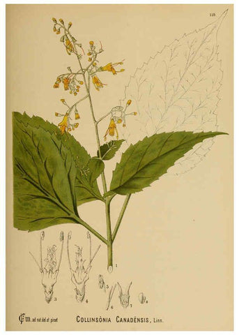 Reproducción/Reproduction 6025425733: American medicinal plants New York,Boericke & Tafel,c1887