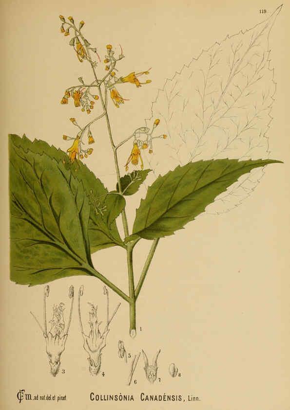 Reproducción/Reproduction 6025425733: American medicinal plants New York,Boericke & Tafel,c1887