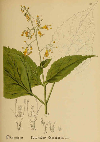 Reproducción/Reproduction 6025425733: American medicinal plants New York,Boericke & Tafel,c1887