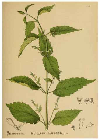 Reproducción/Reproduction 6025981444: American medicinal plants New York,Boericke & Tafel,c1887