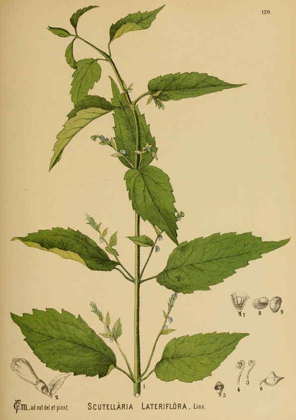 Reproducción/Reproduction 6025981444: American medicinal plants New York,Boericke & Tafel,c1887
