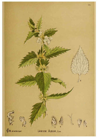 Reproducción/Reproduction 6025981696: American medicinal plants New York,Boericke & Tafel,c1887
