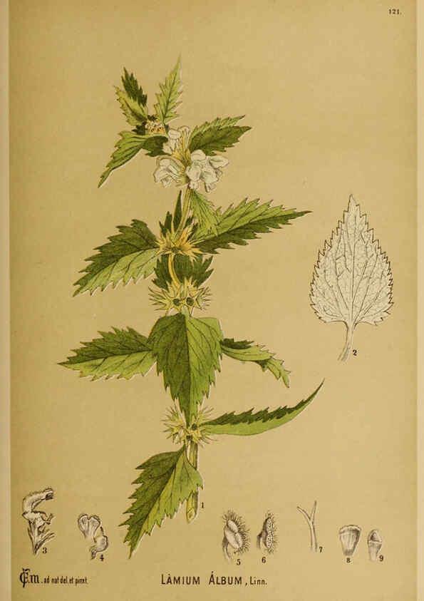 Reproducción/Reproduction 6025981696: American medicinal plants New York,Boericke & Tafel,c1887