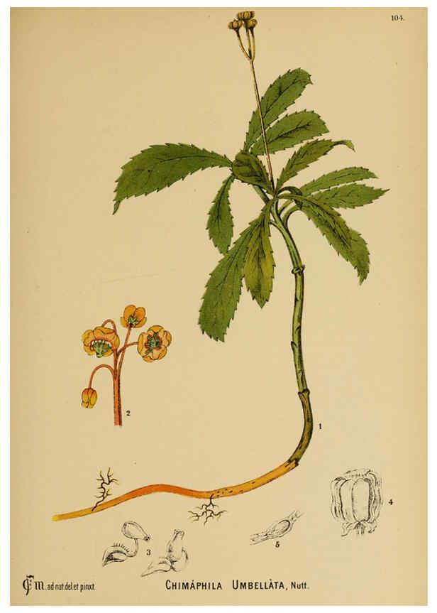 Reproducción/Reproduction 6025976298: American medicinal plants New York,Boericke & Tafel,c1887