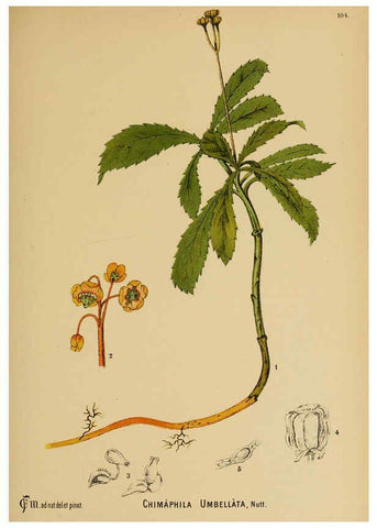 Reproducción/Reproduction 6025976298: American medicinal plants New York,Boericke & Tafel,c1887